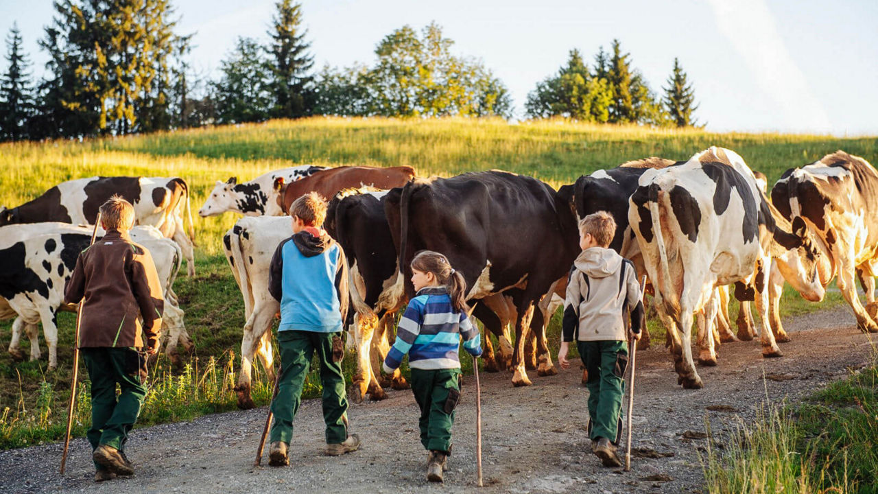 Kinder laufen vor einer Herde Kühen