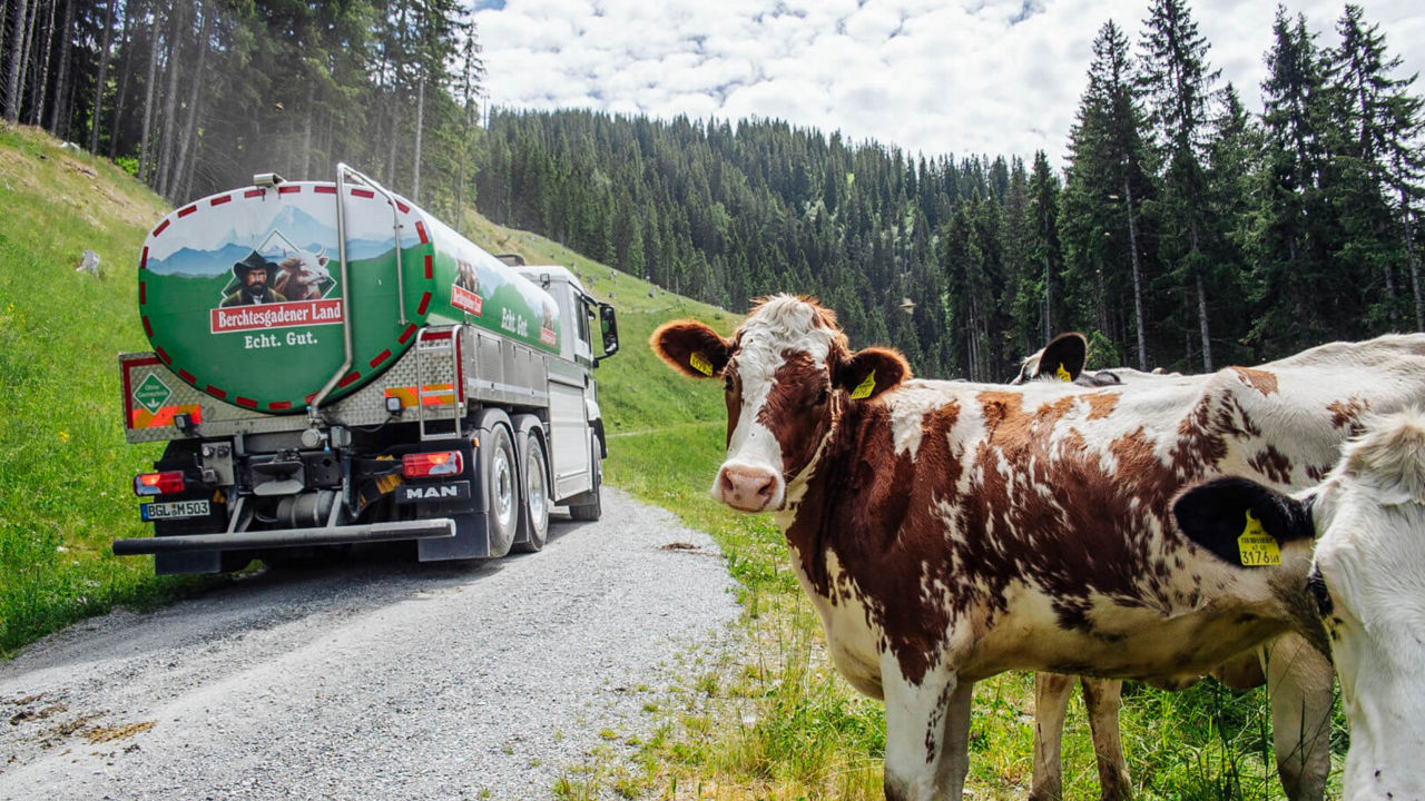 Kuh steht neben dem fahrenden Almtruck