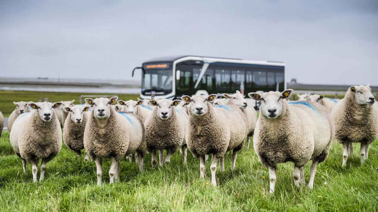 Sheep in the background of a white MAN Lion's City 12 E bus