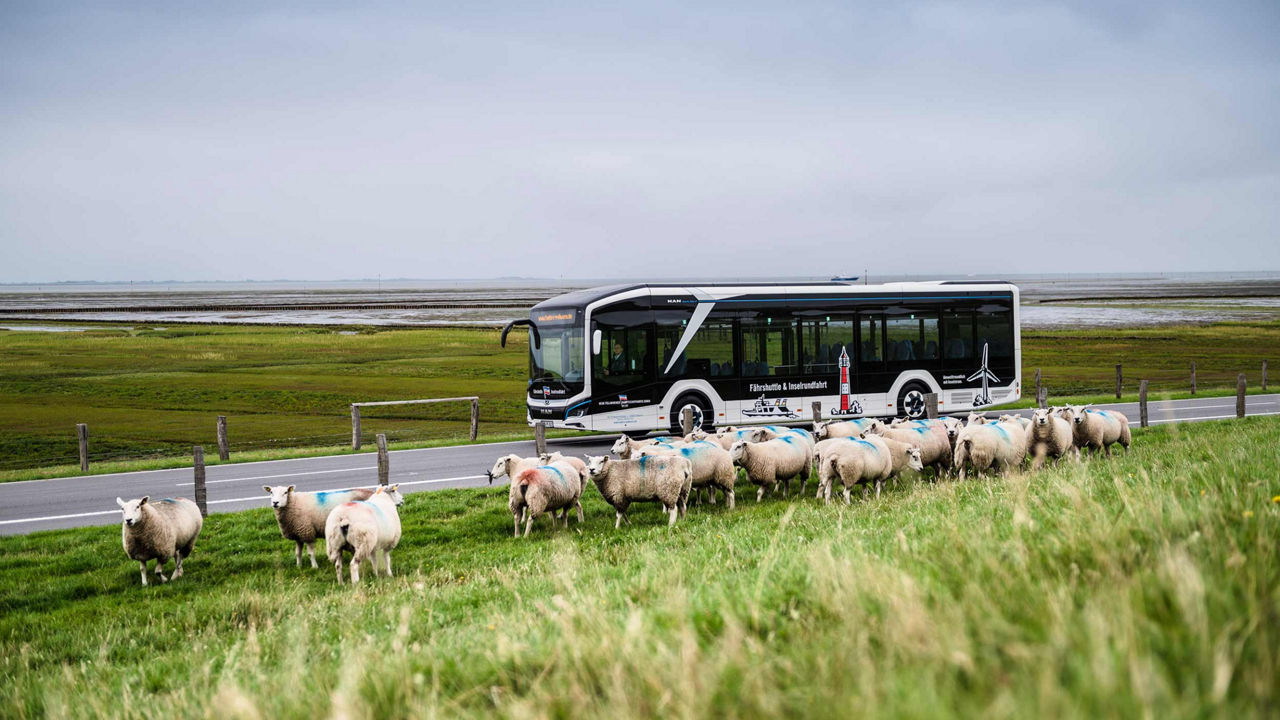 Sheep on the pasture and a bus passing beside them