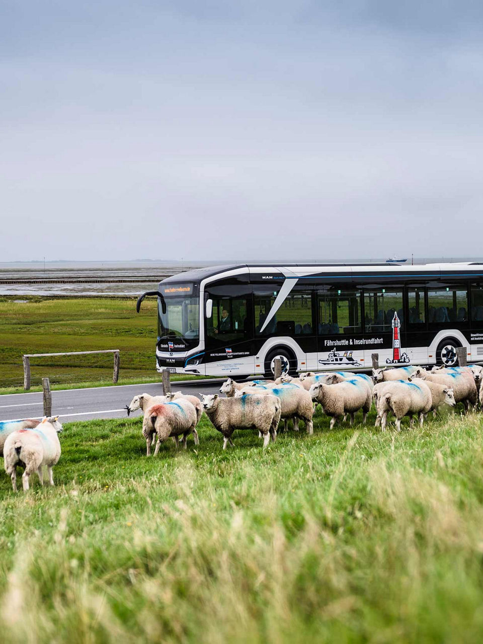 Sheep on the pasture and a bus passing beside them