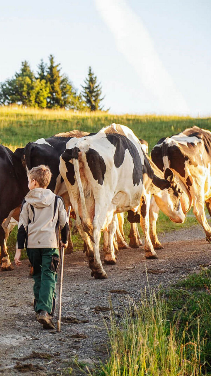 Kinder laufen vor einer Herde Kühen
