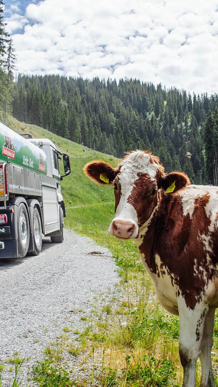Kuh steht neben dem fahrenden Almtruck