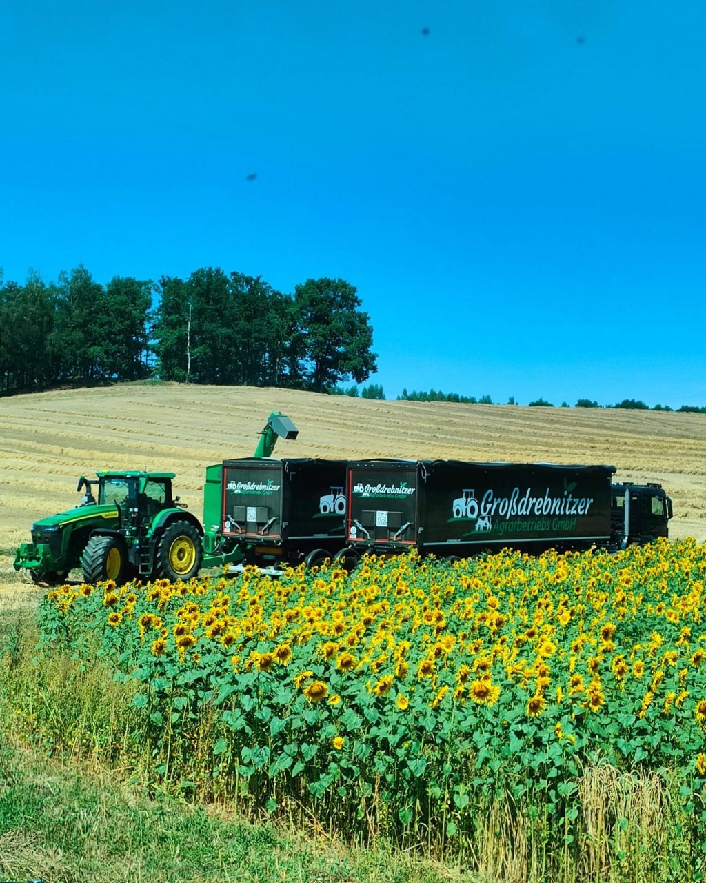 Feldeinsatz der schwarzen MAN-Lkw bei der Ernte.