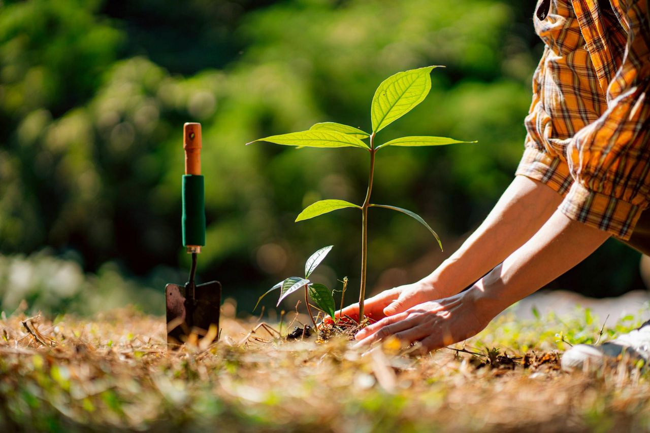 Hands planting a young tree outdoors