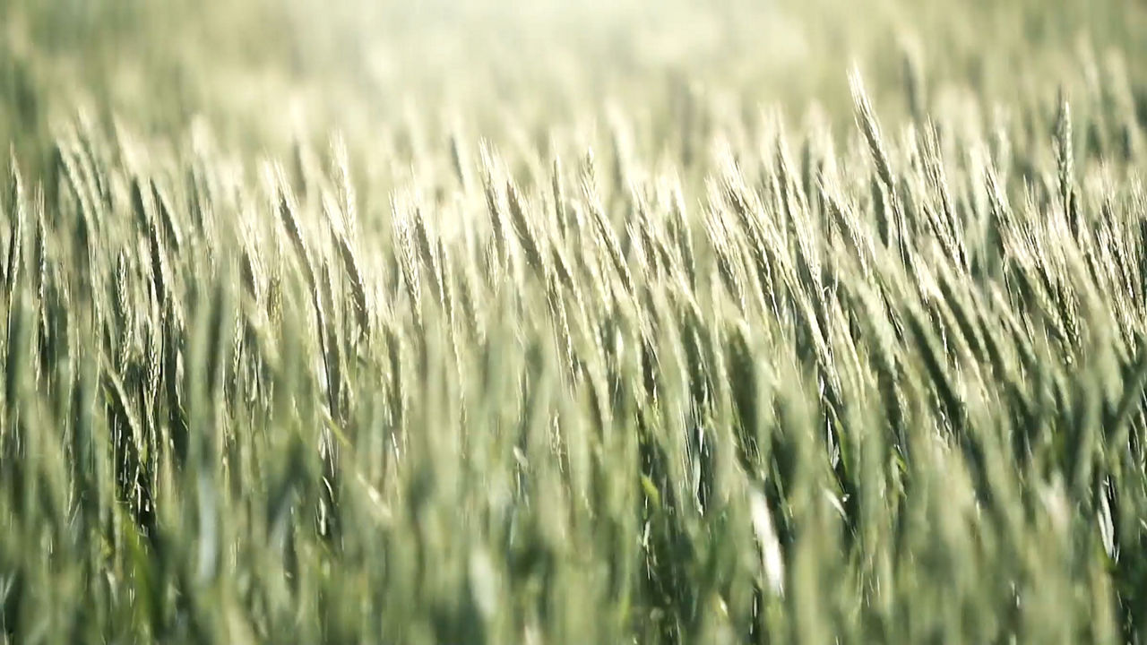 MAN engines for agricultural equipment