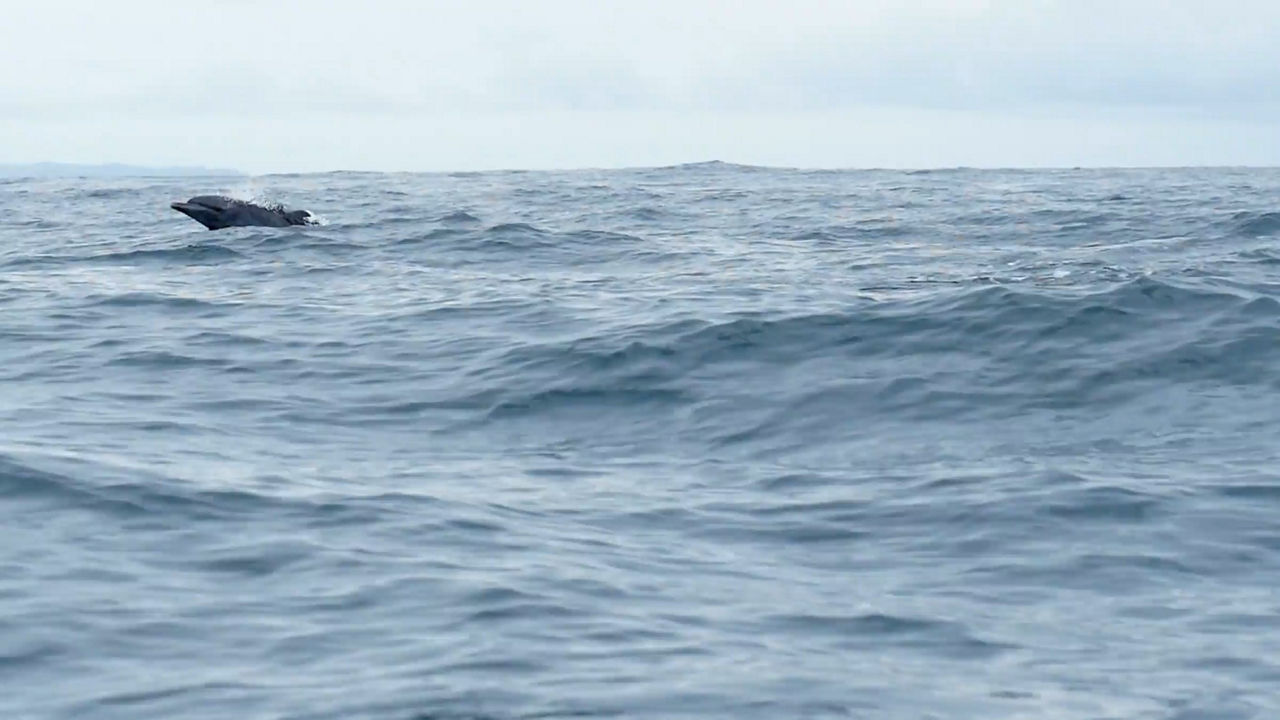 MAN Marine Hybrid Systems