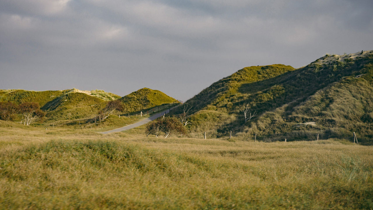 Bild einer Dünenlandschaft auf Norderney. 