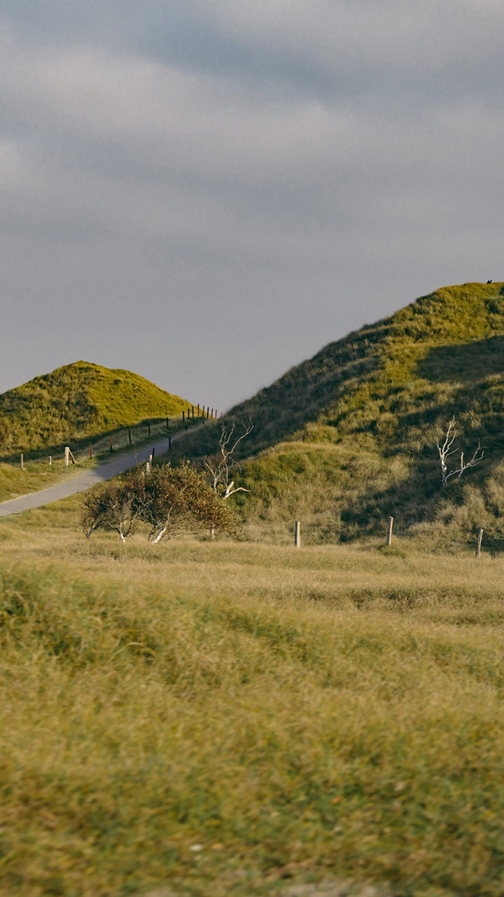 Bild einer Dünenlandschaft auf Norderney. 