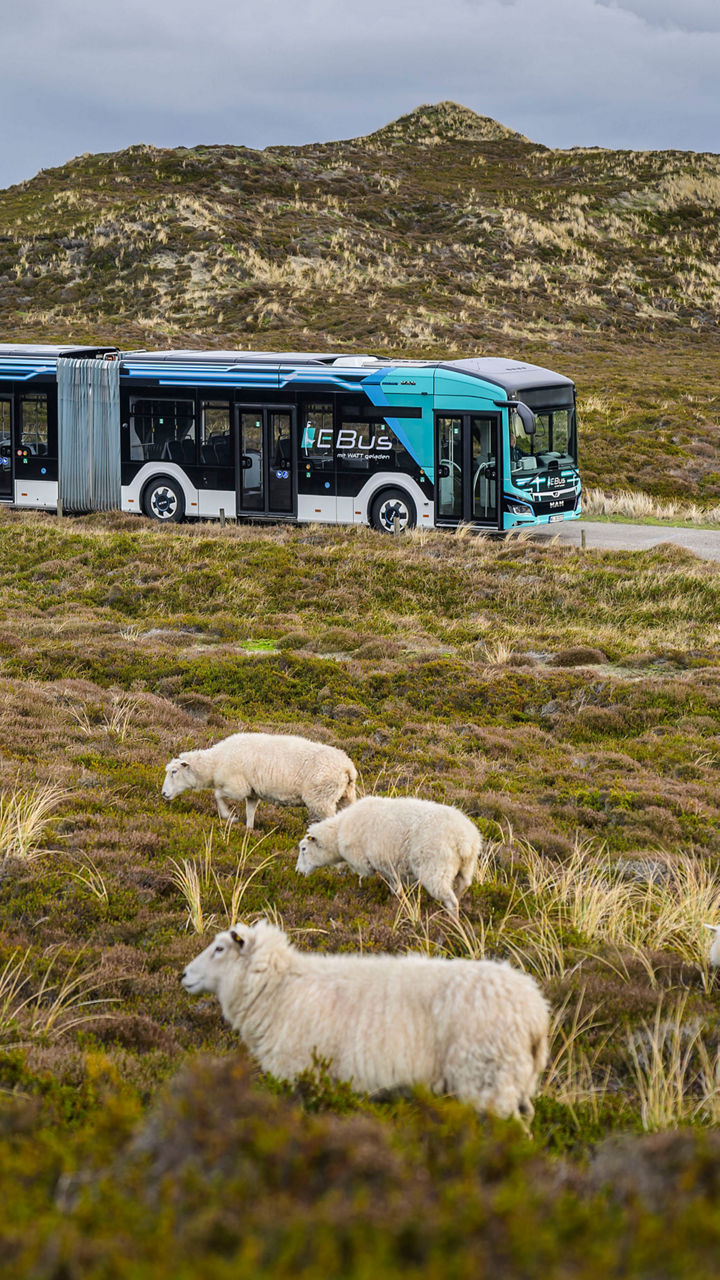 MAN Lion’s City 18 E fährt an einer Wiese mit Schafen vorbei