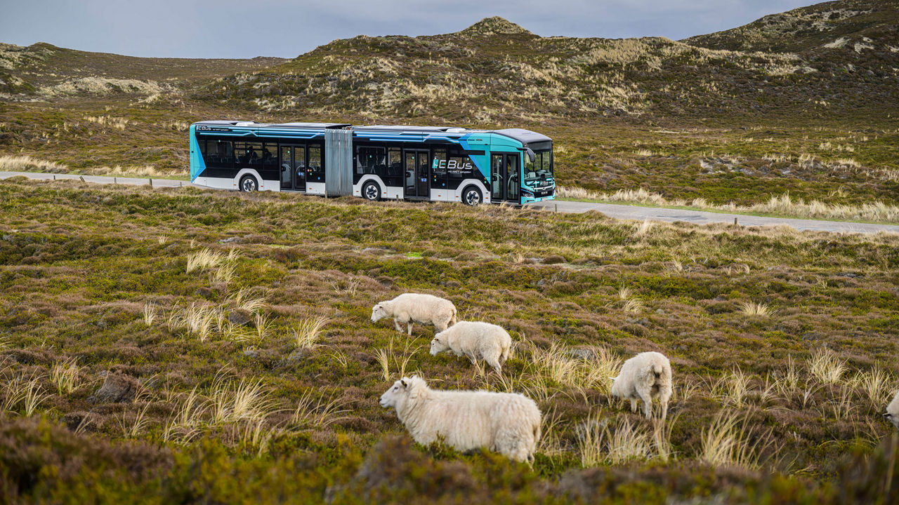 MAN Lion’s City 18 E fährt an einer Wiese mit Schafen vorbei